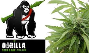 Check spelling or type a new query. Personal Experience Gorilla Seed Bank Review 2021 Uk Seed Bank With Great Customer Care 420 Big Bud