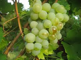 Check spelling or type a new query. Vand Struguri De Vin Tamboesti Vrancea 2017 Tamboesti Anunturili Ro