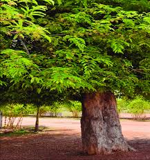 Image result for Tamarindus indica
