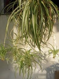 Image result for Chlorophytum macrophyllum