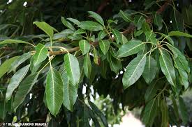 Image result for Ficus virens