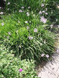 Image result for Tulbaghia fragrans