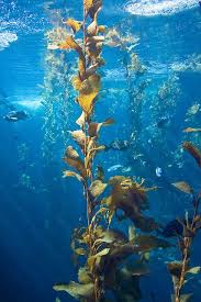 Kelp Forests Occur In Cold Nutrient Rich Water And Are Among The Most Beautiful And Biologically Pro Kelp Forest Underwater Photography Ocean Ocean Underwater