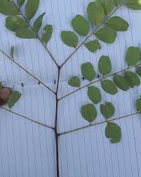 Image result for Amblygonocarpus