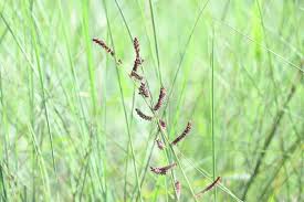 Image result for Echinochloa colona