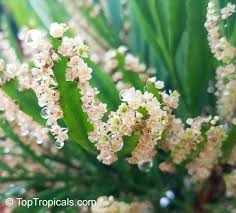 Image result for Phyllanthus udoricola