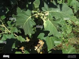 Image result for Solanum lichtensteinii