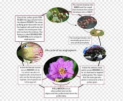 The plant cell diagram below displays various parts of the cell including nucleus, cytoskeleton, cell the key difference between plant cells and animals cells is the process of photosynthesis. Flowering Plant Water Lily Lilium Rose Magnolia Creative Biology Lilium Flower Png Pngwing