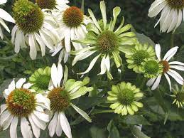 Aster Yellows Or Eriophyid Mite Damage See Tim Johnson Article At Http Www Chicagotribune Com Lifestyles Home C Garden Problems Plant Diseases Plant Health