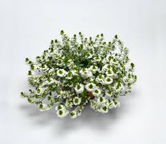 Image result for foto Vějířovka