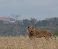 The police got to the warehouse just in time. Nature And Wild Animals In Africa And Indonesia Leiden University