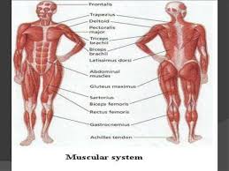 Bones rely on the muscles and joints to move. Giraffe Muscular System