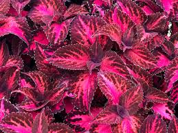 Image result for Coleus thyrsoideus