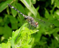 Image result for Triraphis schinzii