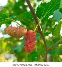 Image result for Morus indica