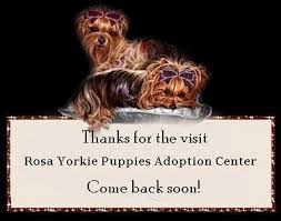 From free yorkie puppies to free german shepherd puppies you can find the perfect addition to your home here at k 9 view our gorgeous dogs and puppies for adoption in the uk. Home