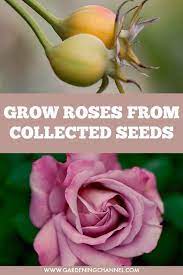 Propagate Roses From Collected Seeds And Save Money Expanding A Rose Garden Gardeningchannel Garden Growing Roses Gardening For Beginners Rose Garden Design