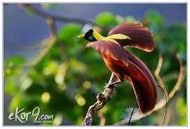 Seperti yang bisa sobat wikicau lihat pada gambar diatas, tubuh burung ini hanya memiliki dua warna saja, yaitu hitam dan. 10 Contoh Hewan Langka Yang Terancam Punah Di Bumi Cendrawasih Papua Indonesia Dunia Fauna Hewan Binatang Tumbuhan Dunia Fauna Hewan Binatang Tumbuhan