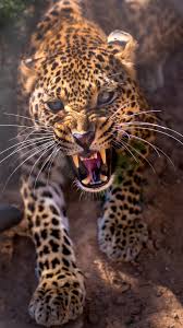 We did not find results for: Leopard Iphone Wallpapers Top Free Leopard Iphone Backgrounds Wallpaperaccess