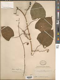 Image result for Cleistachne sorghoides