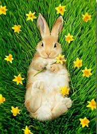 By Avanti Greeting Cards Animals Animals Beautiful Cute Animals