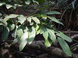 Image result for Crudia