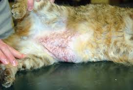 The scabs become larger and then the hair falls out in small tufts. Pictures Of Skin Problems In Cats