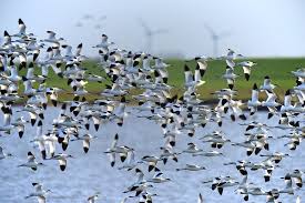 En este documental encontraran todo lo relacionado con la migracion de los animales: La Migracion Otonal De Nuestras Aves