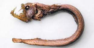 Big and strong fish are hard to catch. The Fishes Of The Deep Sea Natural History Museum