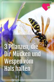 3 Pflanzen Mit Denen Du Dir Mucken Und Wespen Vom Hals Haltst Tomatenpflanzen Wespen Insekten M Mosquito Plants Mosquito Repelling Plants Citronella Plant