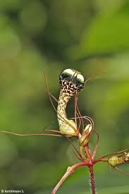 Image result for Ceropegia