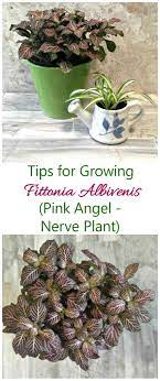 Fittonia albivenis, commonly called nerve plant or mosaic plant, is a creeping, evergreen perennial native to tropical rainforests in south america the specific epithet albivenis means with white veins, in reference to the color of the leaf veins of this species. Growing Fittonia Albivenis How To Grow Nerve Plant Pink Angel