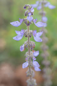 Image result for Coleus barbatus