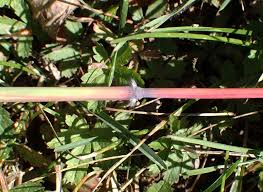 Image result for Bothriochloa radicans