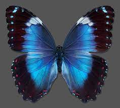 Butterflies are insects in the macrolepidopteran clade rhopalocera from the order lepidoptera, which also includes moths. Butterfly Xiv By Heiko Hellwig Lumas