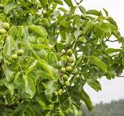 En arborist avslører den mest tilgivende tiden for å ...