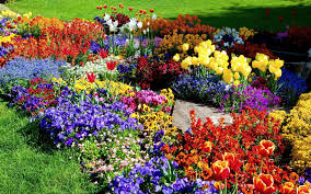 Lovely sweet peas are beginning to bloom in the flower garden. Free Photo Flower Garden Flowers Garden Green Free Download Jooinn
