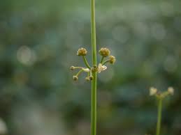 Image result for Limnophyton obtusifolium