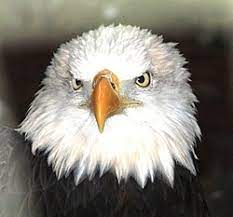 Nests are usually about 1.5 metres (5 feet) wide, but old nests can be almost twice this size. Eagle Eye Wikipedia