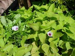 Image result for Ipomoea aquatica
