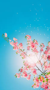 Beautiful And Natural Wallpapers For Apple Iphone X Slydor Your Daily Flower Background Wallpaper Spring Wallpaper Pink Wallpaper Backgrounds