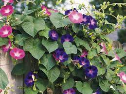 Guide To Growing Morning Glory Flowers Morning Glory Flowers Flowering Vines Garden Vines