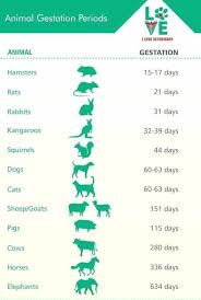 Animal Gestation Periods For Hamsters Rats Rabbits Kangaroos Squirrels Dogs Cats Sheep Goats Pigs Cows Vet Medicine Vet Tech Student Vet Tech School
