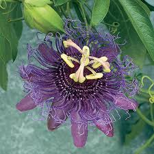 Image result for Passiflora sanguinolenta