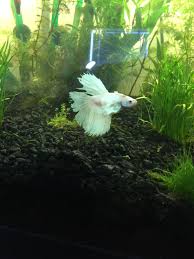 How to add a betta fish to a community tank. My Beautiful Pearl Elephant Ear Betta In A 40g Community Tank Bettafish
