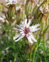 Image result for Silene kiwuensis