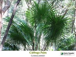 Image result for Livistona australis