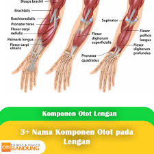 3 Nama Komponen Otot Pada Lengan Otot Lengan Nama