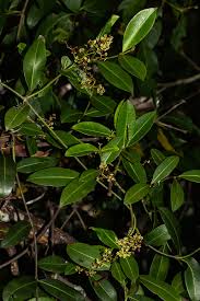 Image result for Secamone