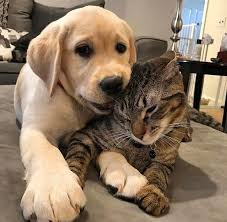 24 Cats And Dogs Who Fell In Love With Each Other The Frisky Cute Cats And Dogs Dog Cat Cute Dogs